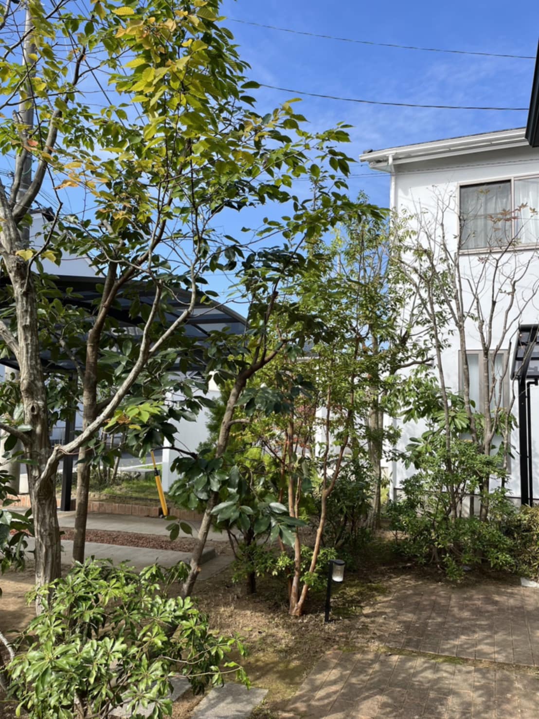 桜園