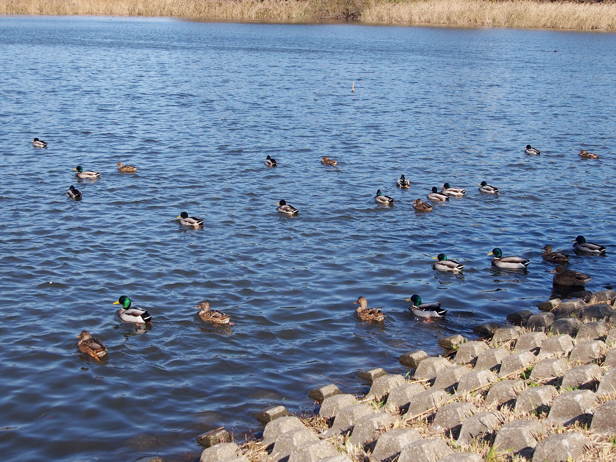 名平洞公園