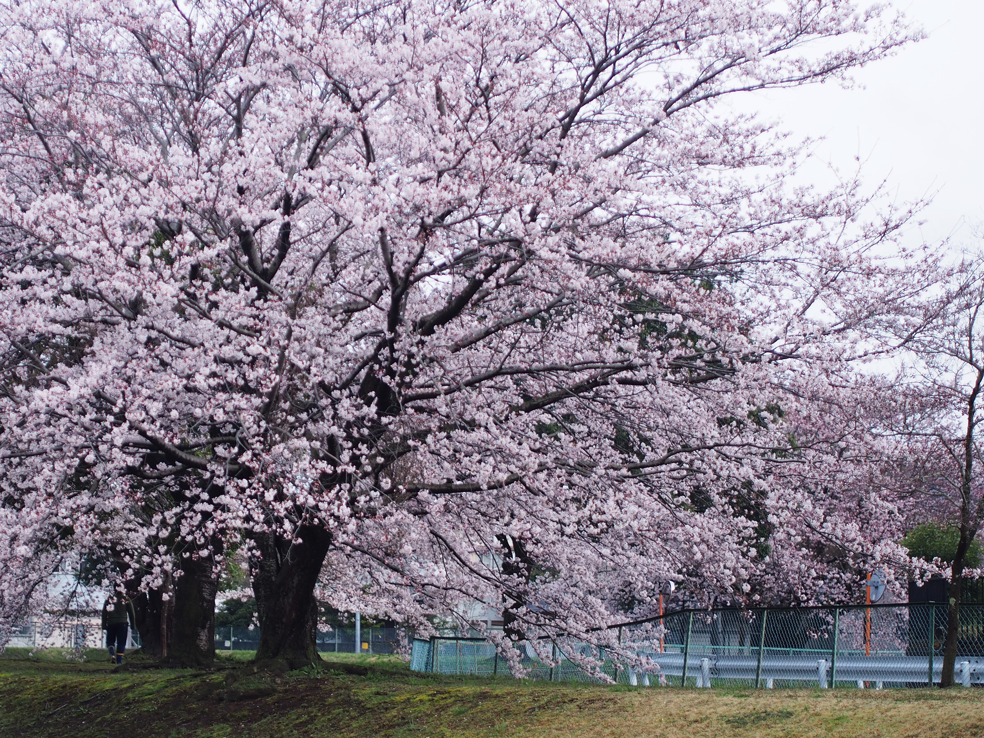 外野第１公園
